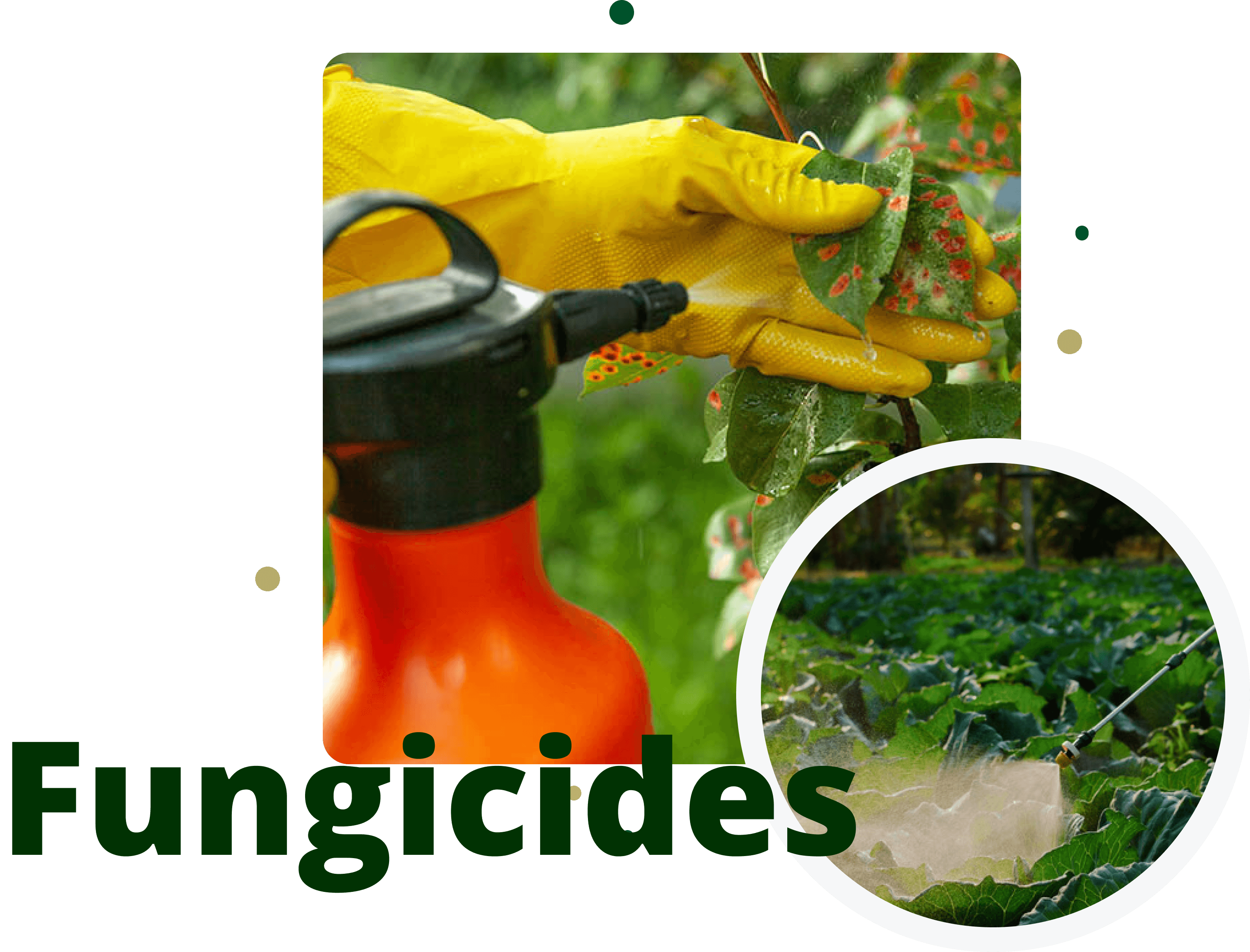  Fungicides